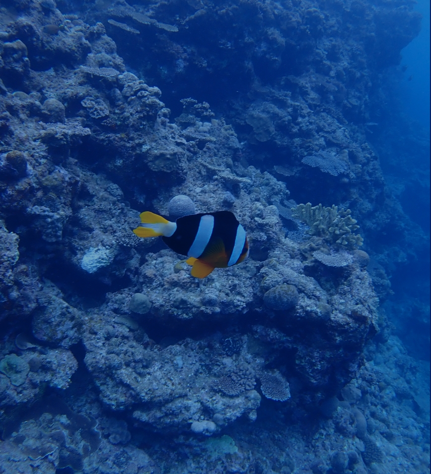 海洋教育をする海の学校