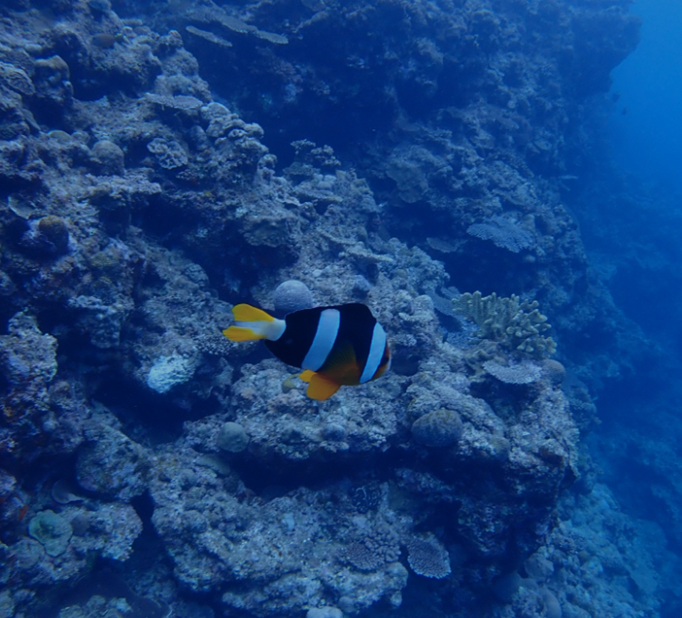 海洋教育をする海の学校