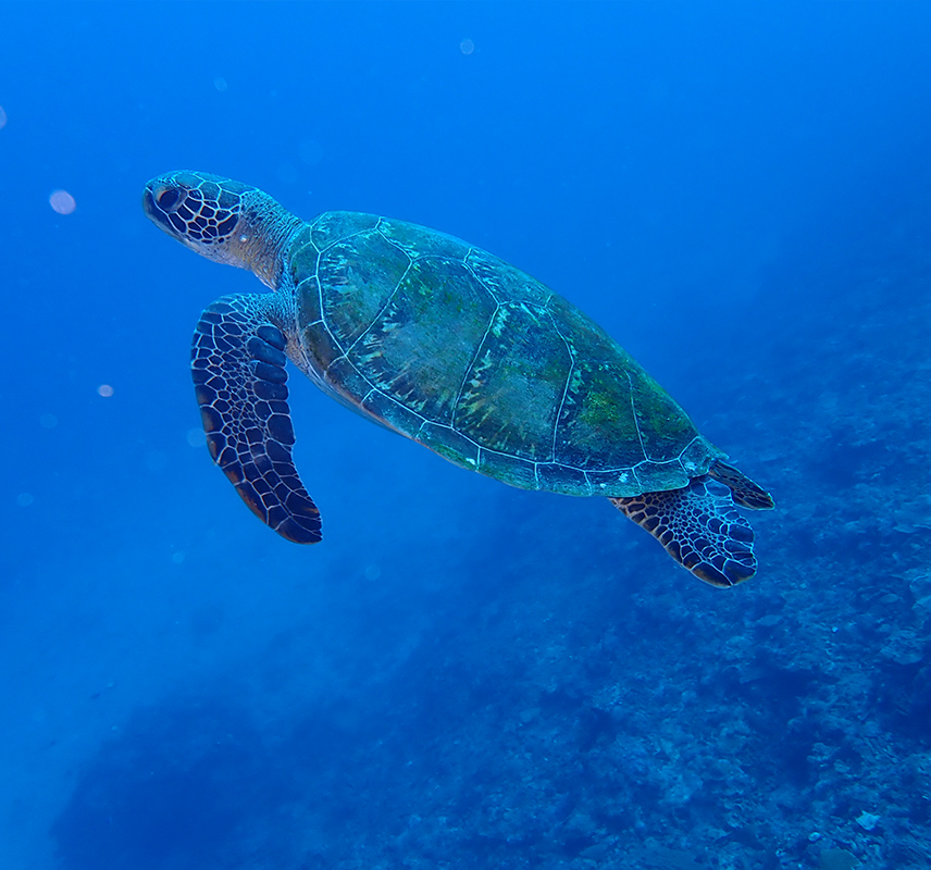 ウミガメ