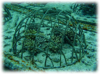 “サンゴの再生”という環境保護活動とダイビングがセットになった「サンゴの植え付けダイビングコース」！！