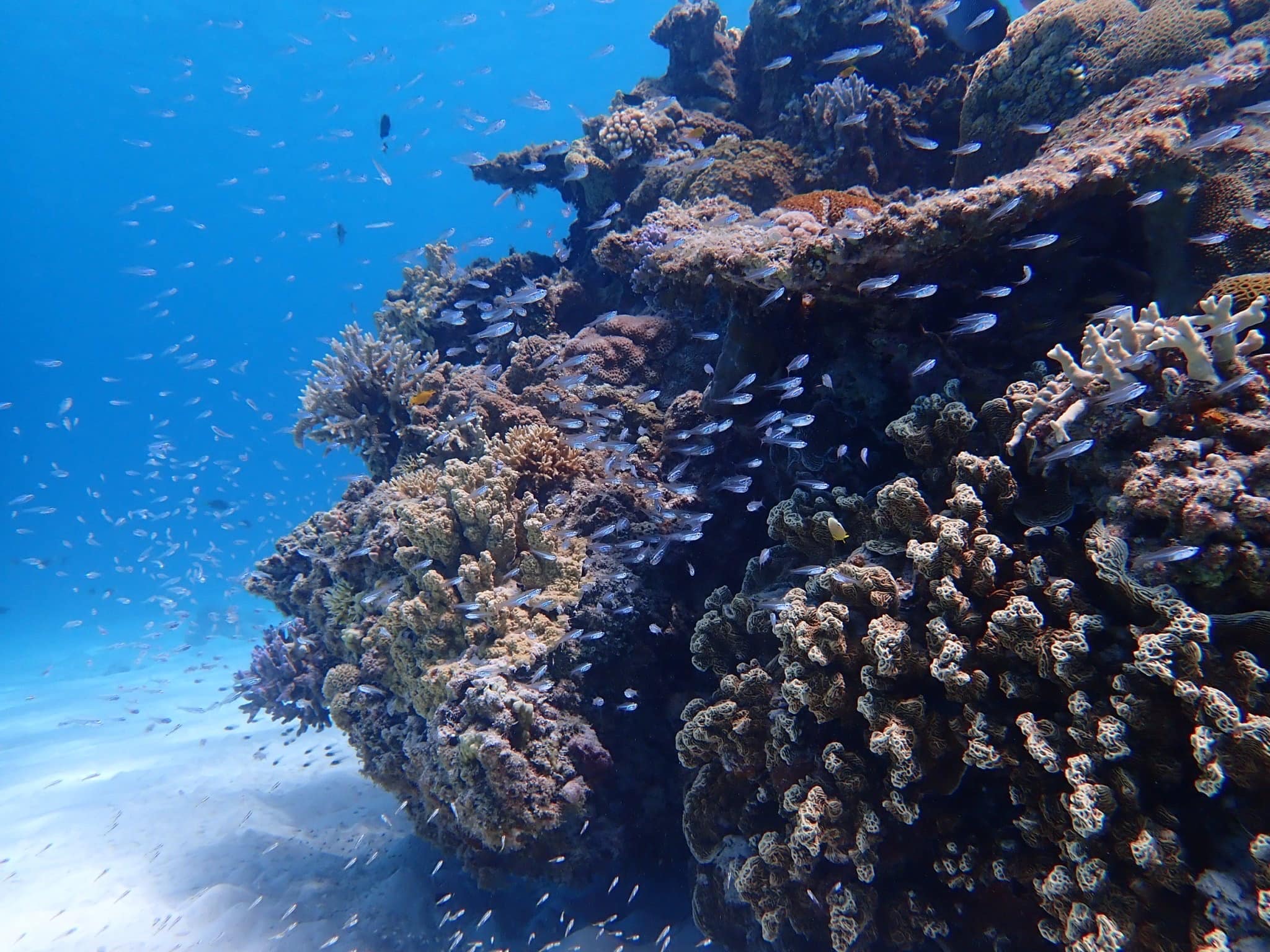 楽しい体験＝海を守る気持ち