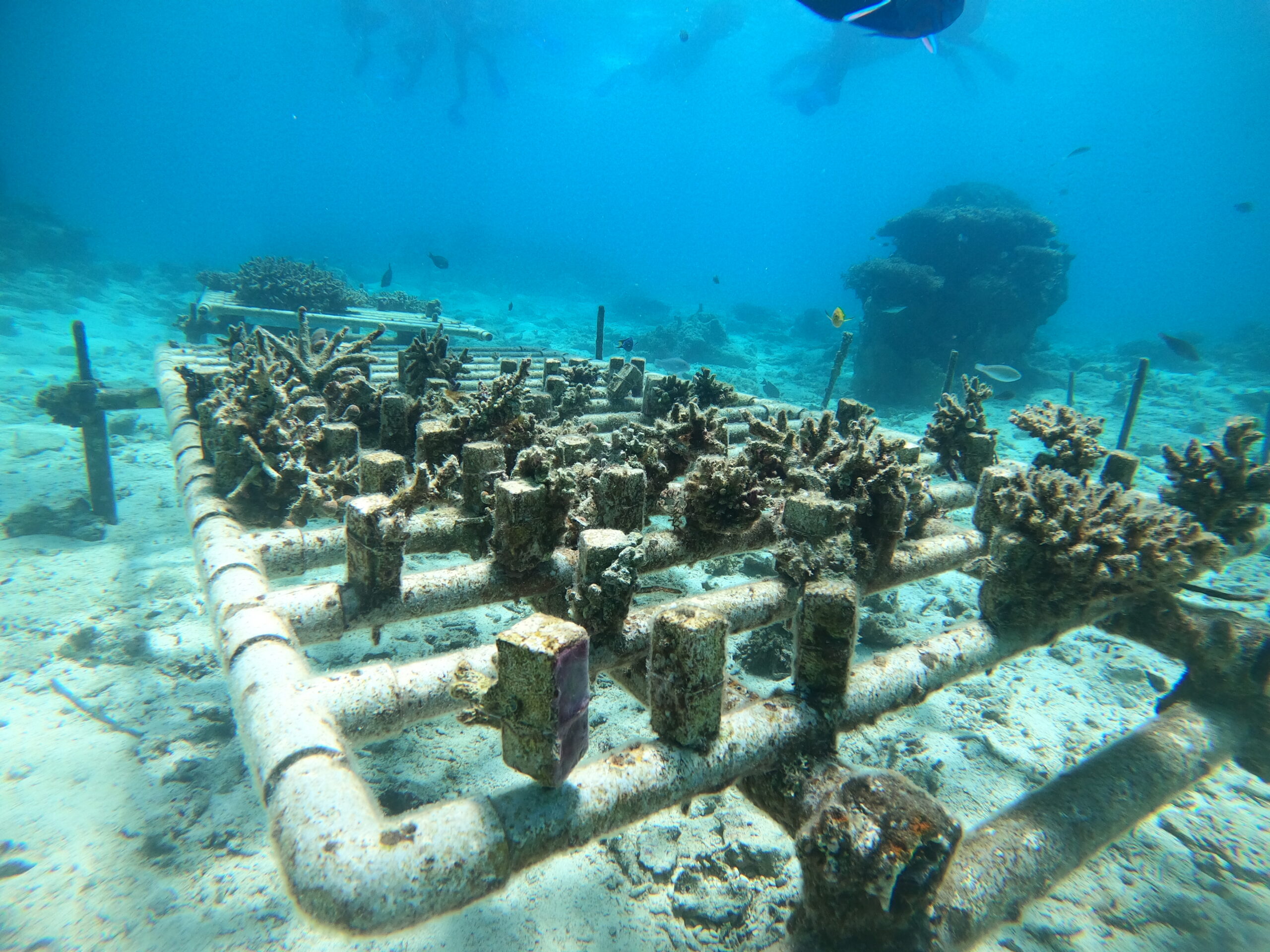 サンゴの養殖場をモニタリング地域資源を知る体験