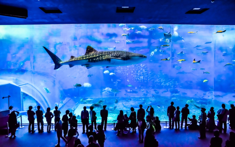 美ら海水族館